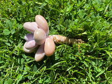 Load image into Gallery viewer, Graptopetalum amethystinum flower