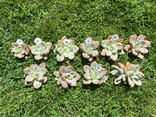 Load image into Gallery viewer, Echeveria Rubydona flower