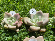 Load image into Gallery viewer, Echeveria Rubydona white flower