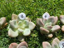 Load image into Gallery viewer, Echeveria Rubydona