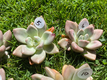 Load image into Gallery viewer, Echeveria Rubydona flower