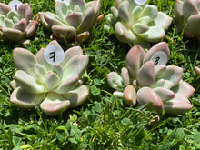 Load image into Gallery viewer, Rubydona flower