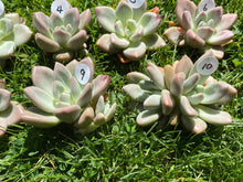 Load image into Gallery viewer, Echeveria Rubydona