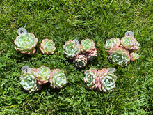 Load image into Gallery viewer, Echeveria Tina