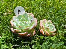 Load image into Gallery viewer, Echeveria Tina flower