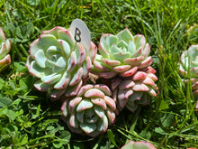 Load image into Gallery viewer, Echeveria Tina flower flower