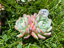 Load image into Gallery viewer, white flower image