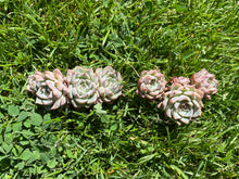 Load image into Gallery viewer, Echeveria Primavera cluster