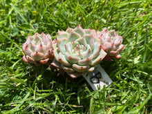 Load image into Gallery viewer, Echeveria Primavera cluster flower