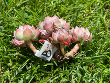 Load image into Gallery viewer, Echeveria Primavera cluster