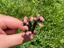 Load image into Gallery viewer, Aeonium Pygmy flower