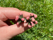 Load image into Gallery viewer, Aeonium Pygmy