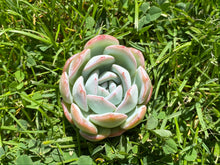 Load image into Gallery viewer, Jade glow flower