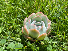 Load image into Gallery viewer, Jade glow