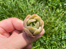 Load image into Gallery viewer, Nunu