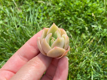 Load image into Gallery viewer, Nunu flower