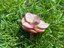 Load image into Gallery viewer, Echeveria Suyon variegated flower