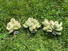 Load image into Gallery viewer, Cotyledon tomentosa f. variegata