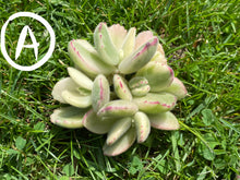 Load image into Gallery viewer, Cotyledon tomentosa f. variegata image