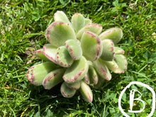 Load image into Gallery viewer, Cotyledon tomentosa f. variegata best image