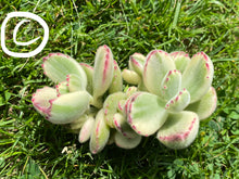 Load image into Gallery viewer, Cotyledon tomentosa f. variegata white