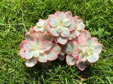 Load image into Gallery viewer, Echeveria Suyon variegated