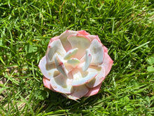 Load image into Gallery viewer, Echeveria runyonii cv