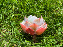 Load image into Gallery viewer, Echeveria runyonii cv flower