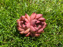 Load image into Gallery viewer, Echeveria Honey Pink
