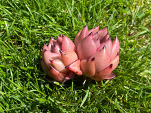 Load image into Gallery viewer, Echeveria Honey Pink flower