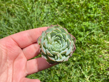 Load image into Gallery viewer, Echeveria Charlesrose