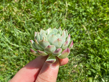 Load image into Gallery viewer, Echeveria Charlesrose flower