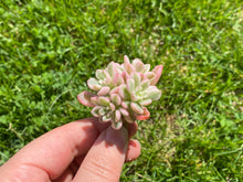 Load image into Gallery viewer, Sedum Joyce tulloch variegated