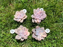 Load image into Gallery viewer, Variegated Graptopetalum pentandrum