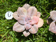 Load image into Gallery viewer, Variegated Graptopetalum flower