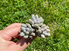 Load image into Gallery viewer, Pachyphytum Machucae(baby finger)