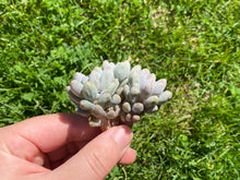 Load image into Gallery viewer, Pachyphytum Machucae(baby finger) flower
