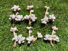Load image into Gallery viewer, Pachyphytum Oviferum Moon Stone