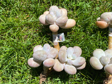 Load image into Gallery viewer, Moon Stone flower