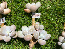 Load image into Gallery viewer, Pachyphytum Oviferum Moon Stone