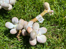 Load image into Gallery viewer, Pachyphytum Oviferum Moon Stone best flower