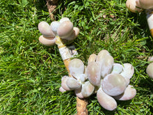 Load image into Gallery viewer, Pachyphytum Oviferum Moon Stone
