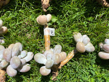 Load image into Gallery viewer, Pachyphytum Oviferum Moon Stone