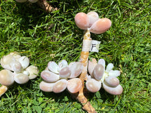 Load image into Gallery viewer, Moon Stone flower