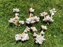 Load image into Gallery viewer, Pachyphytum Oviferum Moon Stone flower