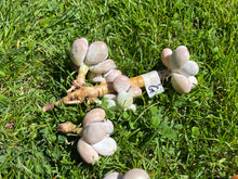 Load image into Gallery viewer, Pachyphytum Oviferum Moon Stone