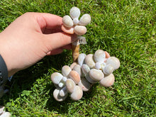 Load image into Gallery viewer, Pachyphytum Oviferum Moon Stone | 月光石