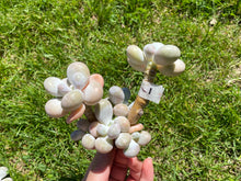 Load image into Gallery viewer, Pachyphytum Oviferum Moon Stone | 月光石
