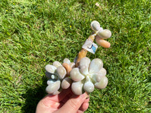 Load image into Gallery viewer, Pachyphytum Oviferum Moon Stone | 月光石