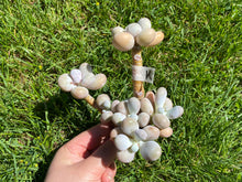 Load image into Gallery viewer, Pachyphytum Oviferum Moon Stone | 月光石